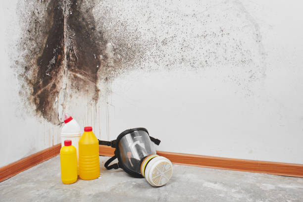 Best Office Mold Removal Services  in Wyandotte, MI