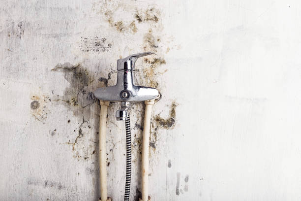 Best Professional Mold Removal  in Wyandotte, MI