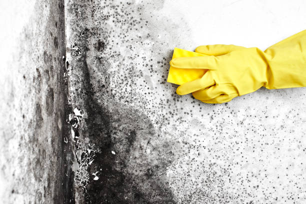 Best Local Mold Removal Service  in Wyandotte, MI