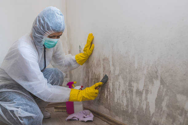 Best Mold Remediation Services  in Wyandotte, MI