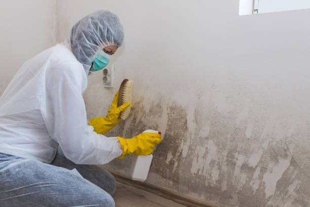 Best Mold Removal Company Near Me  in Wyandotte, MI