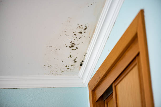 Best Certified Mold Removal  in Wyandotte, MI