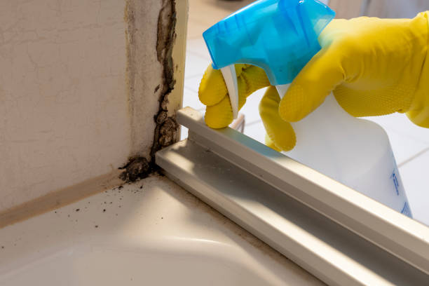 Best Mold Damage Repair  in Wyandotte, MI