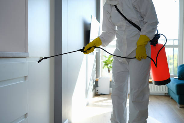 Best Black Mold Removal  in Wyandotte, MI