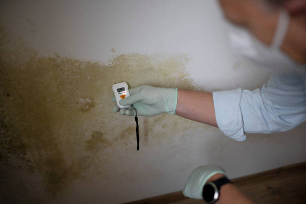 Best Best Mold Removal Companies  in Wyandotte, MI