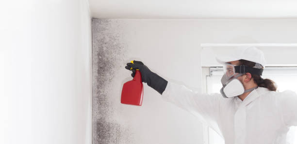 Reliable Wyandotte, MI Mold Removal Solutions