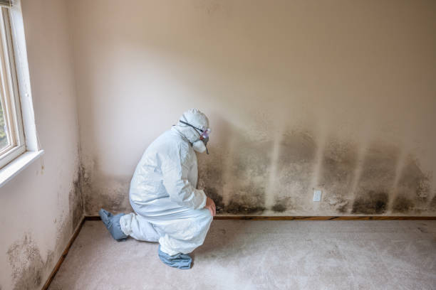 Best Affordable Mold Removal  in Wyandotte, MI