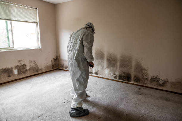 Best Toxic Mold Removal  in Wyandotte, MI