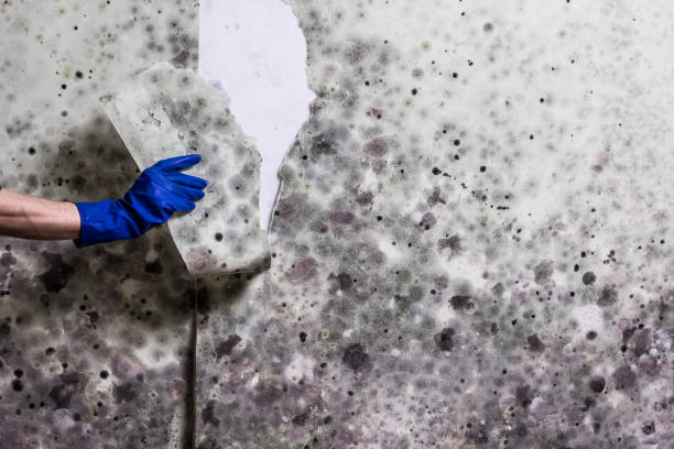 Best Mold Damage Repair  in Wyandotte, MI